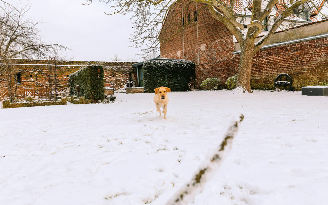 Protective Mulch in Winter: Basics for Homeowners