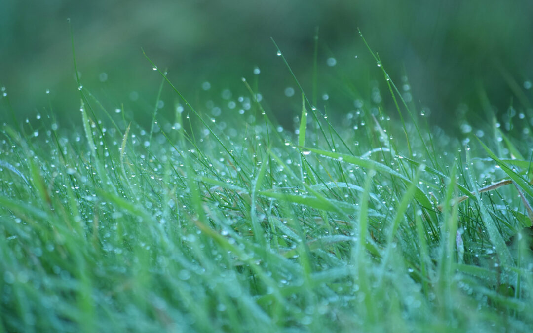 wet winter grass. winter lawn care