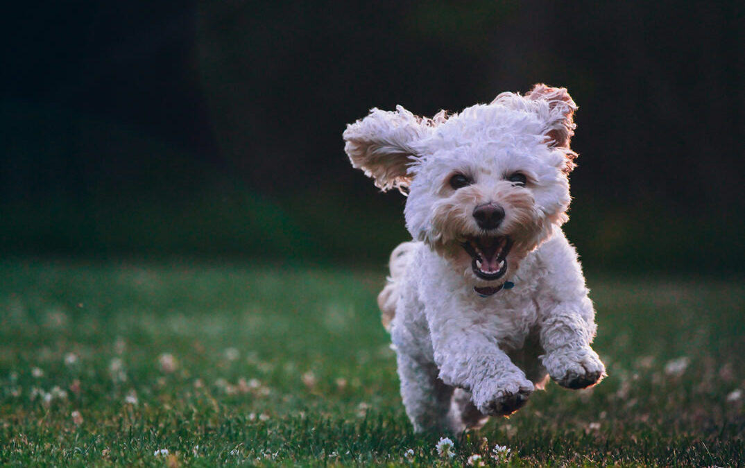 Creating a Pet-Friendly Lawn for Your Furry Companions